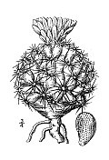 古植物学植物插图:仙人掌胎生，紫色仙人掌