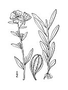 古植物学植物插图:小向日葵