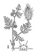古植物学植物插图:高加索植物，结篱欧芹