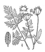 古植物学植物插图:高加索植物、直立树篱欧芹
