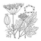 古植物学植物插图:Apium Petroselinum, Garden Parsley