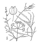 古植物学植物插图:黄独，鳞茎生水毒芹