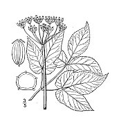古植物学植物插图:AEgopodium Podagraria，沟草，沟草