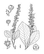 古植物学植物插图:Clethra alnifolia, Sweet pepperbush, White alder