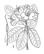 古植物学植物插图:卡托拜杜鹃，玫瑰山湾，卡托巴