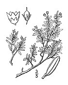 古植物学植物插图:白杨，阿尔卑斯杜鹃花