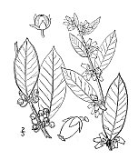 古植物学植物插图:nitida Pieris, Fetter bush