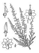 古植物学植物插图:愈伤组织，石楠