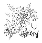 古董植物学植物插图:越橘，高蓝莓
