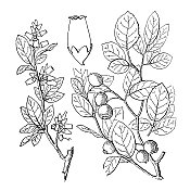古植物学植物插图:越橘，低蓝莓