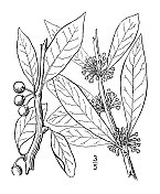 古植物学植物插图:布米利亚lycioides，南方沙棘