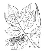 古植物学植物插图:白蜡、白蜡树