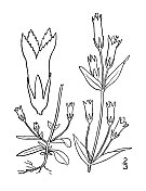 古植物学植物插图:龙胆草，四分龙胆草