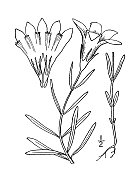 古植物学植物插图:龙胆，一花龙胆