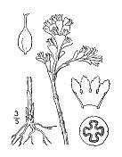 古植物学植物插图:欧波利亚维珍，潘尼沃