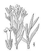 古植物学植物插图:紫草、毛Puccoon