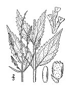 古植物学植物插图:马鞭草，荨麻叶马鞭草