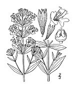 古植物学植物插图:牛膝草、牛膝草