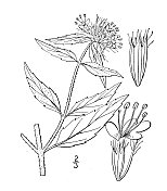 古植物学植物插图:柯ellia clinopodioides，紫苏山薄荷