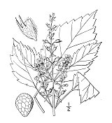 古植物学植物插图:紫苏、紫苏