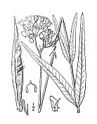古植物学植物插图:Asclepias lanceolata，花乳草