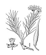 古植物学植物插图:Asclepias pumila，低乳草