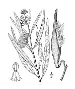 古董植物学植物插图:弗罗里达，弗罗里达马利筋