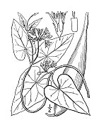 古植物学植物插图:albidus Ampelanus, Sand vine