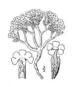 古植物学植物插图:夹竹桃、青苔夹竹桃