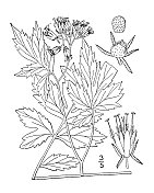 古植物学植物插图:维珍水叶