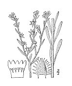 古董植物学植物插图:Lappula texana，毛粘种子