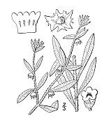 古植物学植物插图:川曲霉、麦草、捕草 古植物学植物插图:川曲霉、麦草、捕草