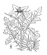 古植物学植物插图:龙葵、龙葵
