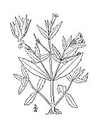 古植物学植物插图:葛莱西奥拉弗吉尼亚，粘绵篱牛膝草