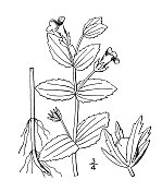 古植物学植物插图:葛缕草、粘篱牛膝草