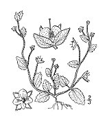 古董植物学植物插图:维罗妮卡・格雷斯蒂斯，田野Speedwell