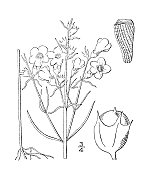古植物学植物插图:小花吉拉地亚、小花吉拉地亚
