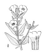 古植物学植物插图:吉耳兰、吉耳兰