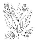 古植物学植物插图:珍珠，松花水柳