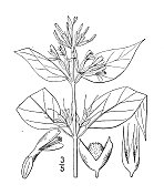 古植物学植物插图:腕足穿心莲、穿心莲