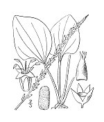 古植物学植物插图:车前草Rugelii, Rugel的大蕉