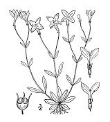 古植物学植物插图:Houstonia coerulea, Innocence, Bluets