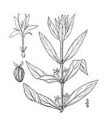 古董植物学植物插图:didia virginia, large Buttonweed
