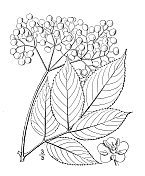 古植物学植物插图:加拿大sambuus Canadensis，美国Elder