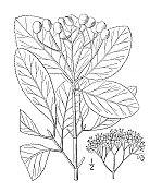 古植物学植物插图:Viburnum rufotomentosum，小南方黑山楂