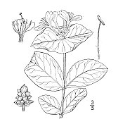 古植物学植物插图:苏利文忍冬，苏利文忍冬