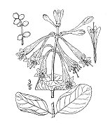 古植物学植物插图:长青忍冬、喇叭花忍冬