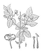 古植物学植物插图:金银花、金银花