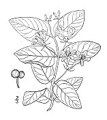 古植物学植物插图:金银花、金银花