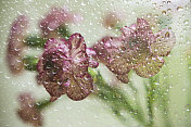 透过雨滴玻璃的康乃馨